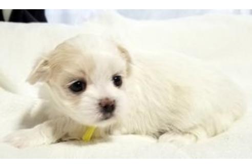 成約済の東京都のミックス犬-94239の3枚目